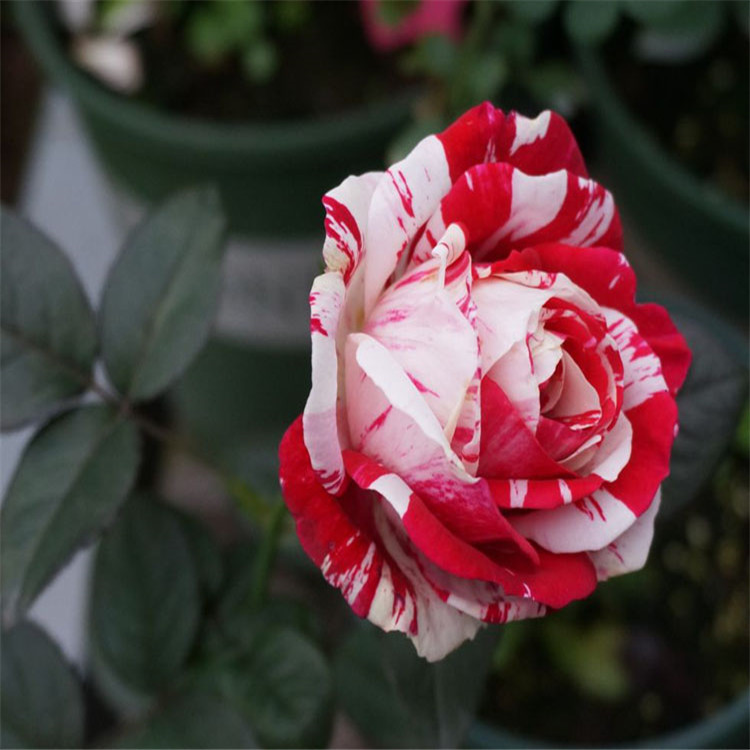 进口盆栽月季节日礼花月季 条纹月季 大花月季欧月2年大苗