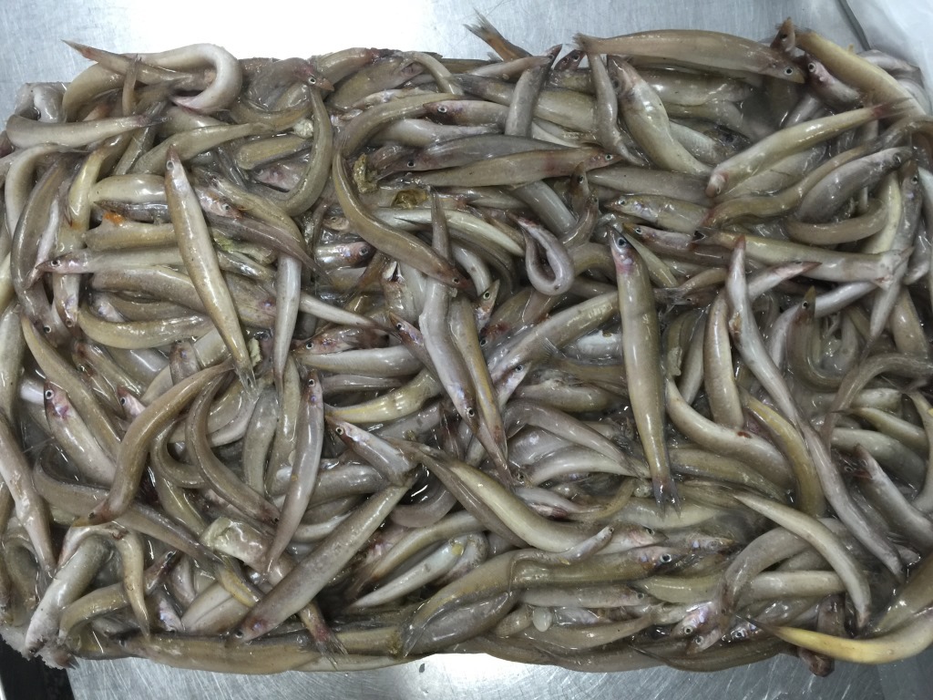 东山县福来食品 福来水产 源头好货 玉筋鱼(海泥鳅,沙溜鱼)