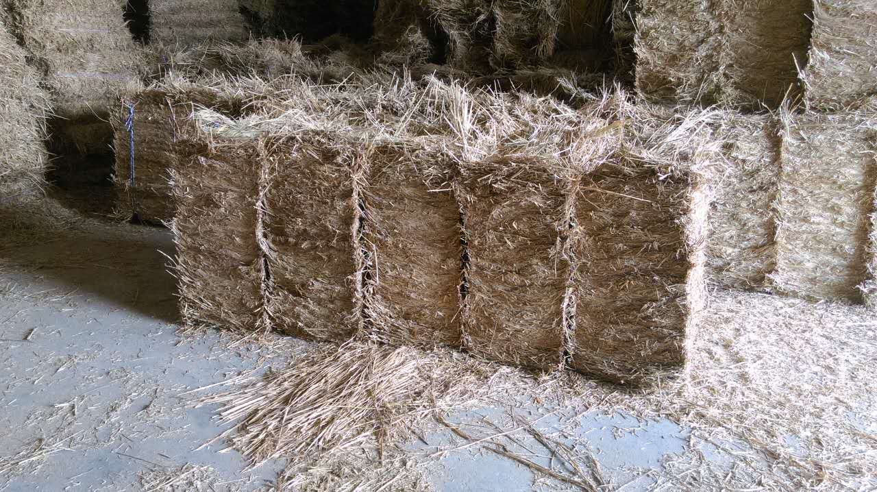 厂家供应 粉碎花生秧 干稻草秸秆 可养牛羊兔子 打捆干稻草