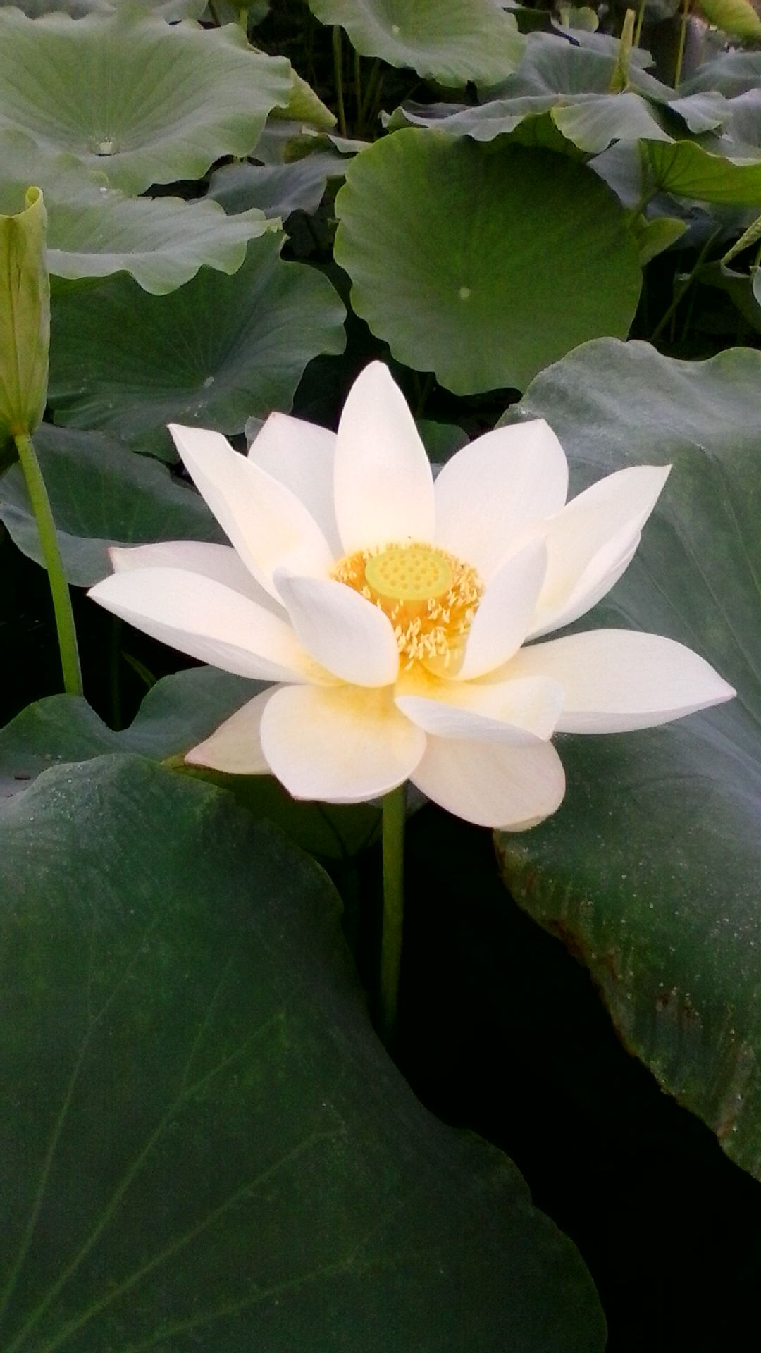 新鲜荷花莲藕荷花