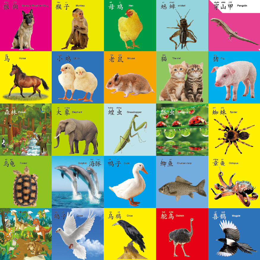 45张儿童撕不烂破早教书籍婴幼儿宝宝识字