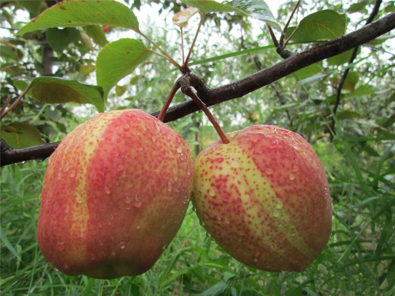 山东早酥红梨苗批发热卖 新品种红梨苗 抗病耐旱红梨苗质量保证