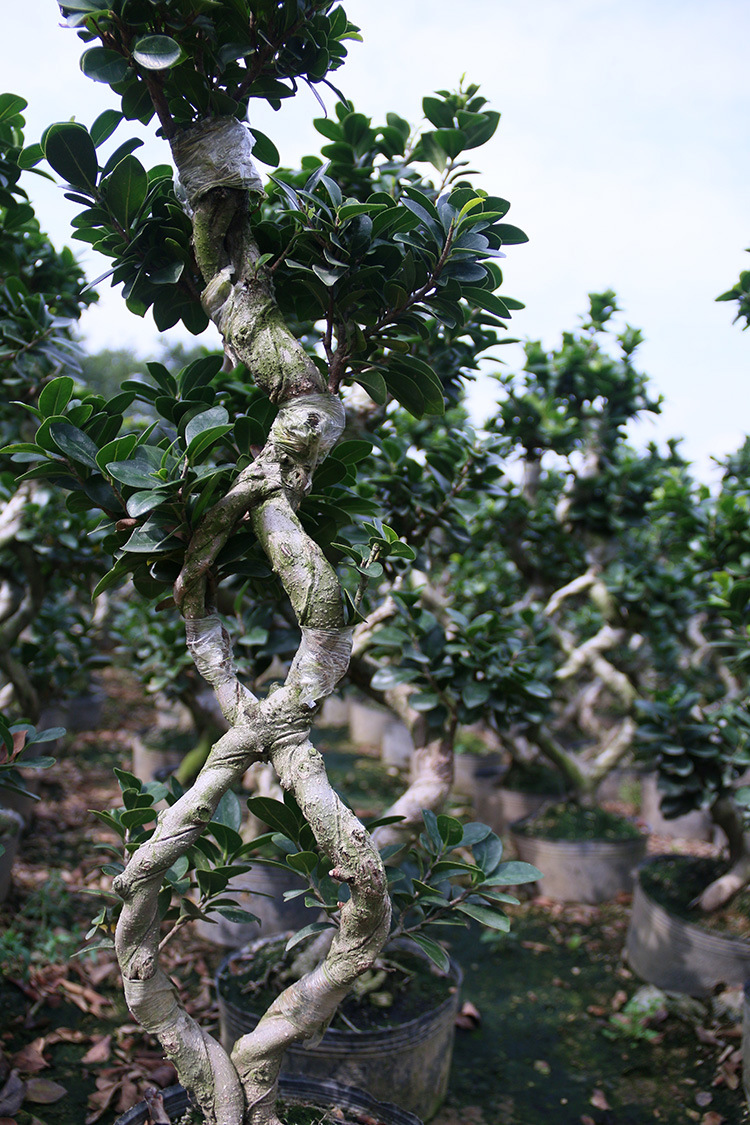 富坤园艺 室内小型盆景小叶榕树盆栽微型办公室绿色植物基地直销