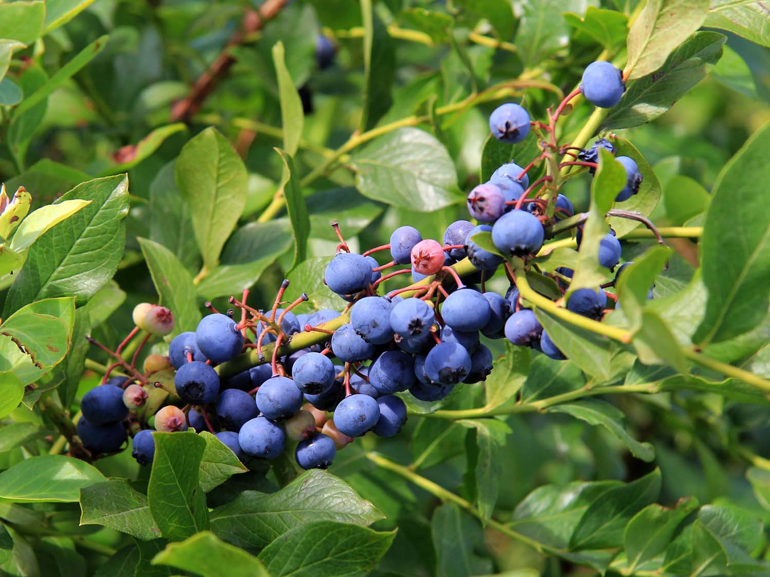 五河县大棚蓝莓小苗子管理方法