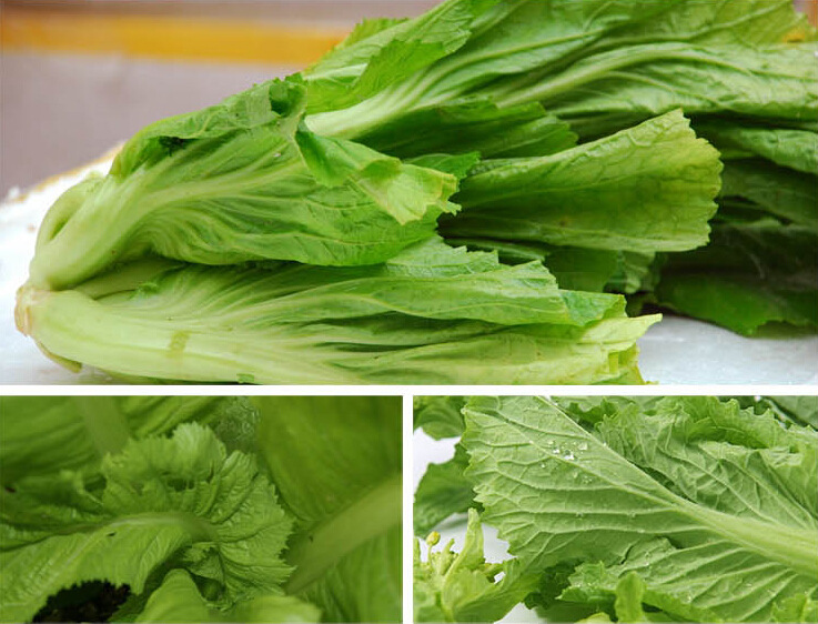 厂家供应 新鲜盖菜500g 青菜 新鲜蔬菜配送批发