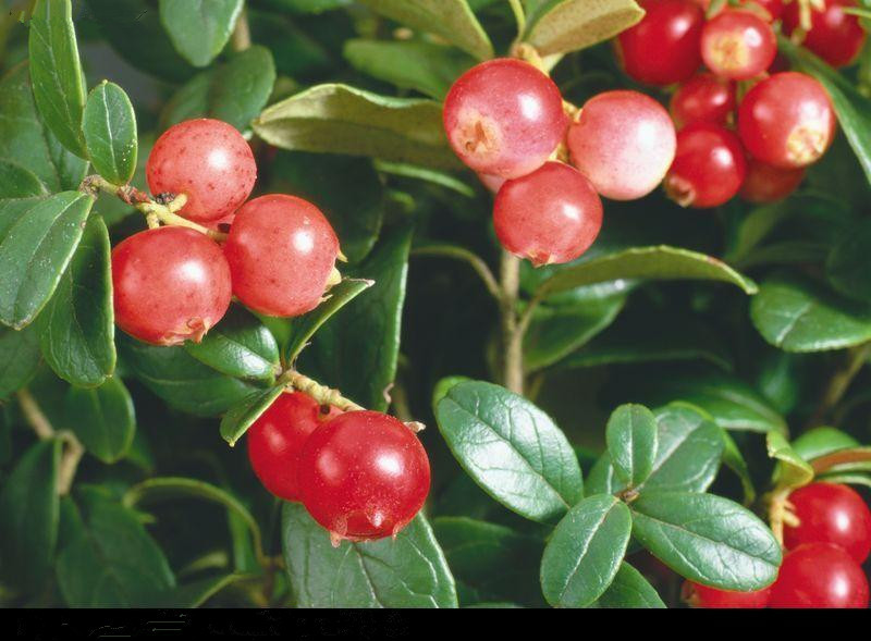 卡姆果汁粉 卡姆果粉