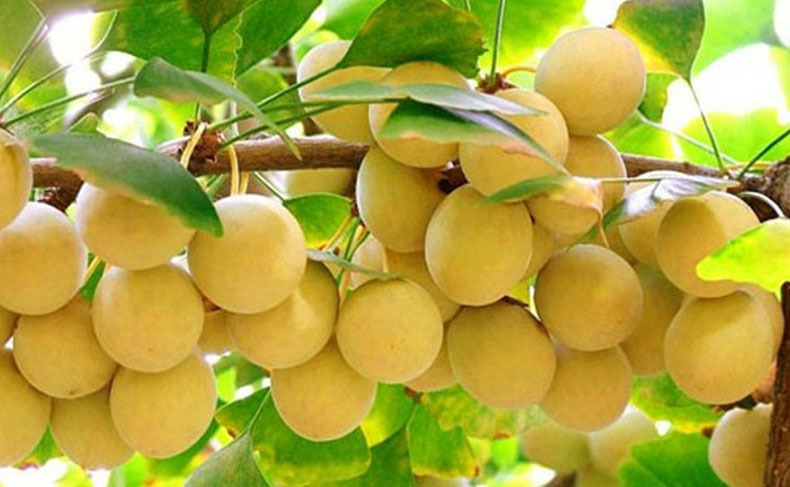 郯城产地直销天然新鲜煲汤镇咳化痰银杏生白果仁带壳散装批发