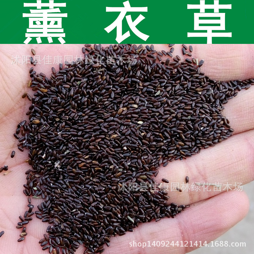 草花种子 薰衣草种子 灵香草种子 黄香草 1件=1斤