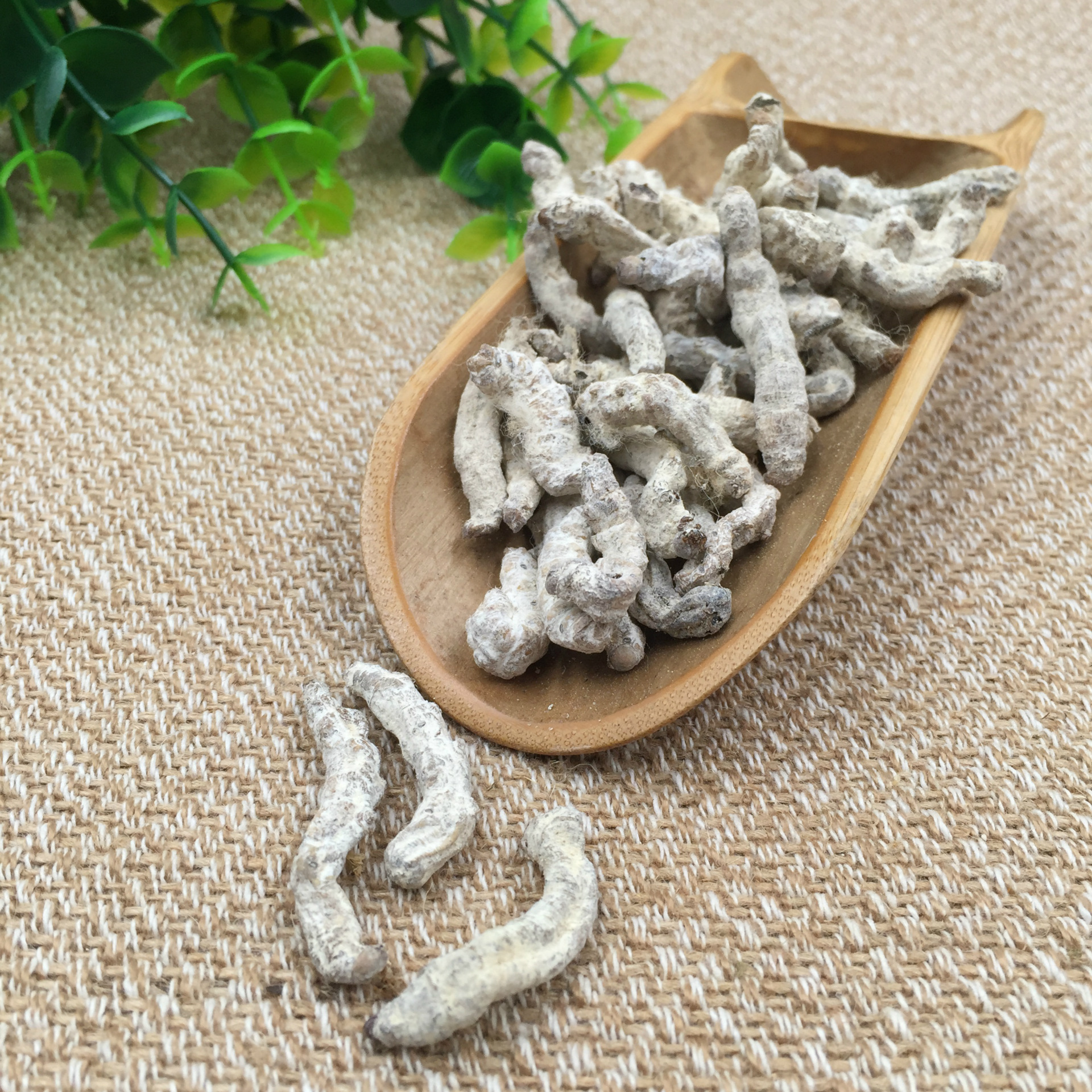 批发包邮正品中药材白僵蚕品质保障炒僵蚕支持检验药材磨粉