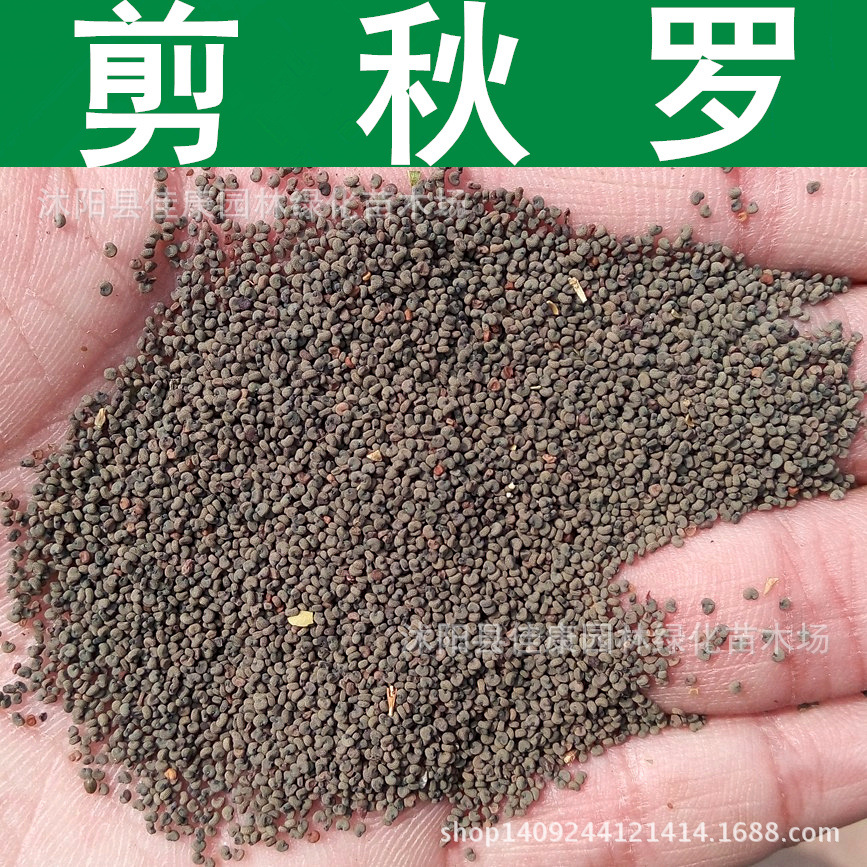 草花种子 优质剪秋罗种子 剪秋萝 剪秋罗草籽 1件=1斤