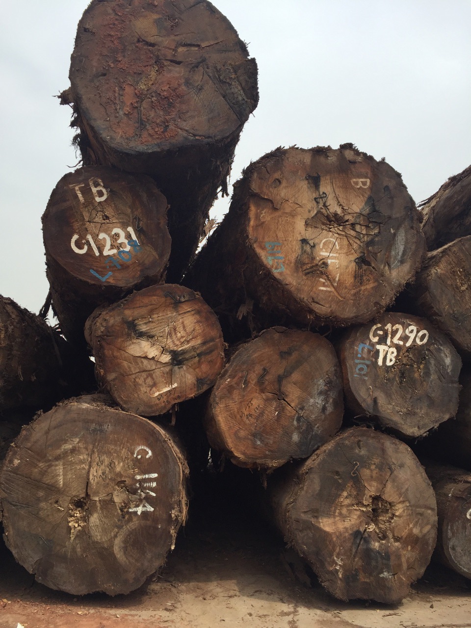 榄仁木 原木 木板材 卡斯拉 进口原木 实木 现货批发 价格优惠