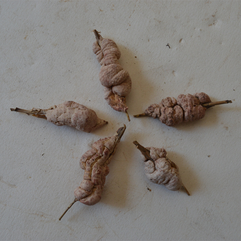 灵芝之家 云南野生竹黄 竹花 竹黄菌 产地批发 一手货源