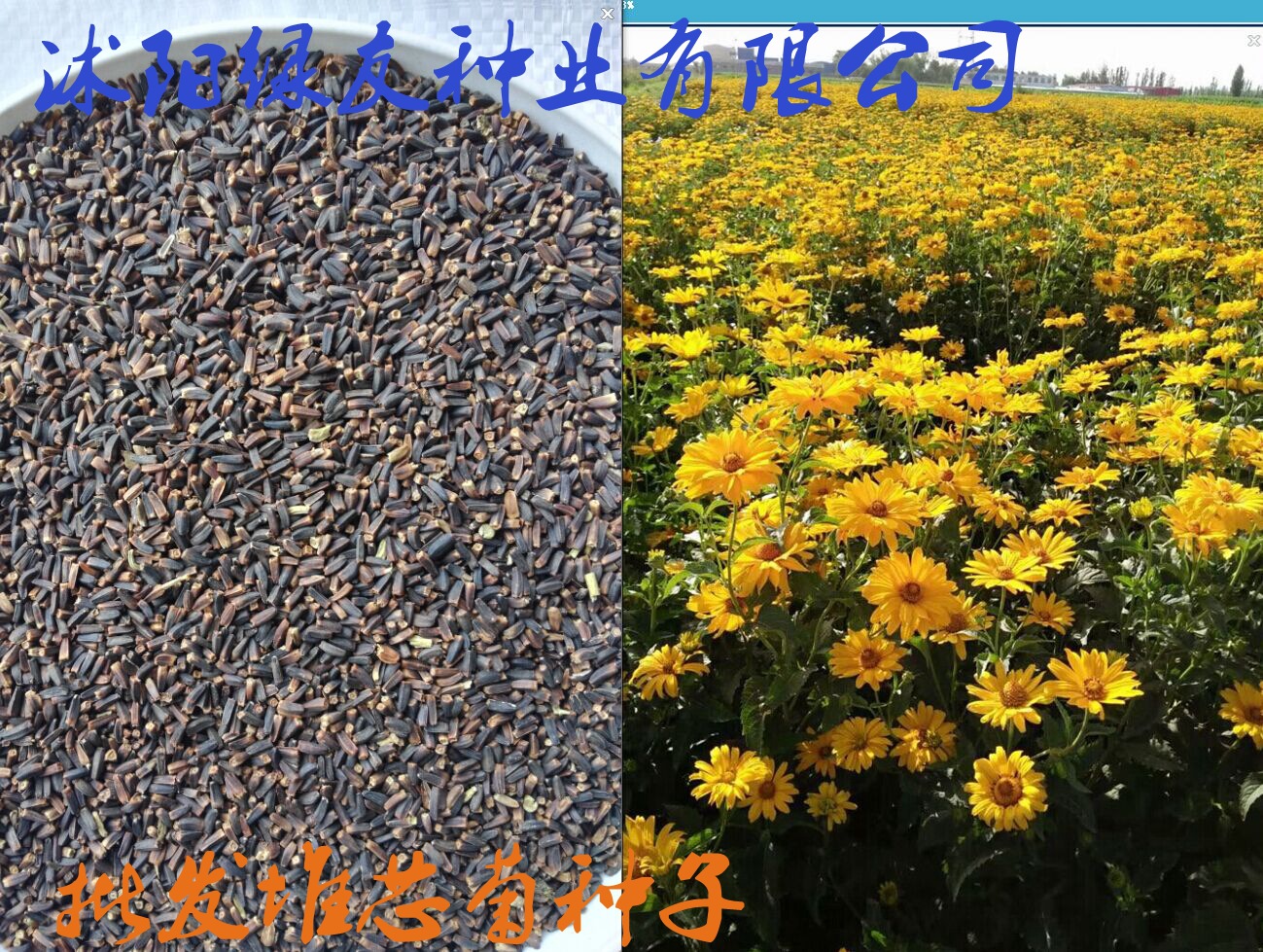 各种进口草花种子菊花种子黄金菊堆芯菊永生菊等特别