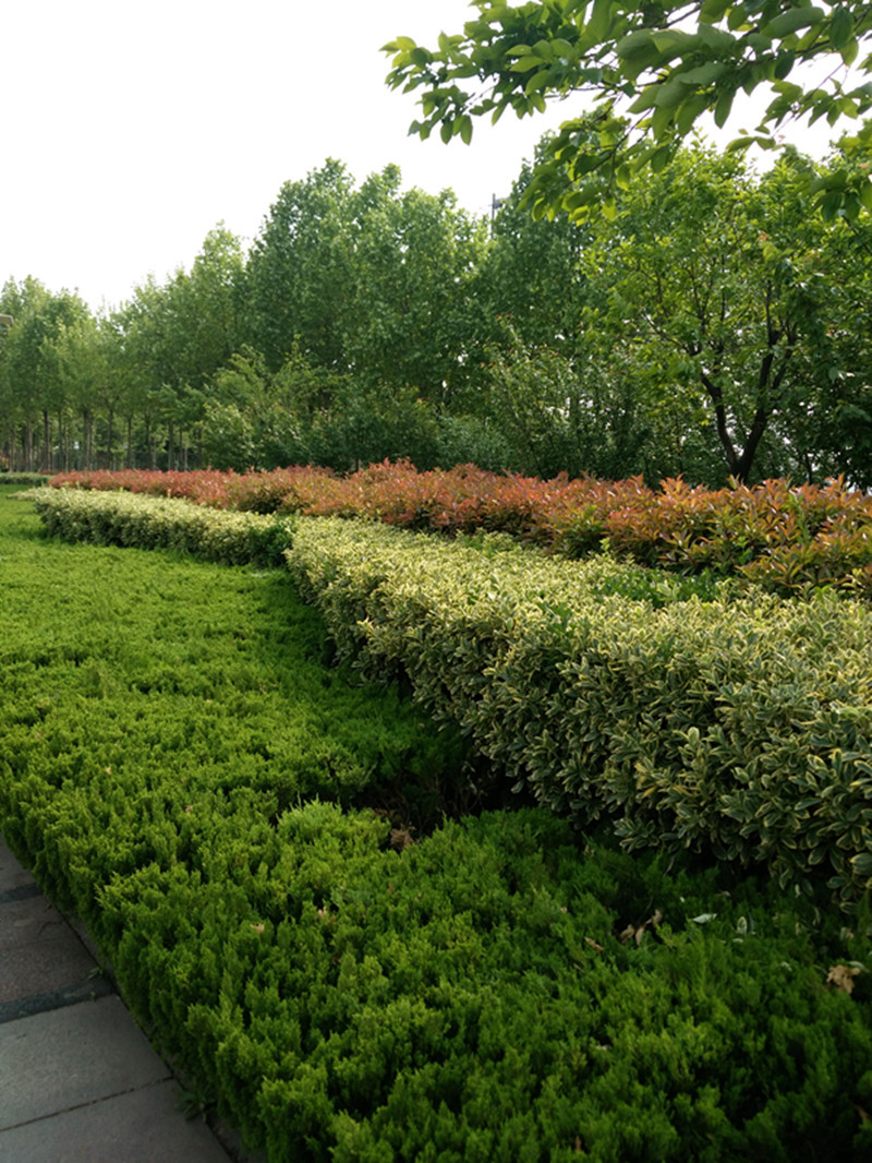 久丰双色柄整笆剪 草坪剪 园艺大剪刀 绿篱剪 园林绿化修枝剪刀