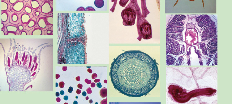 显微镜专用配件生物标本切片25种植物动物组织标本颜色均匀he染色