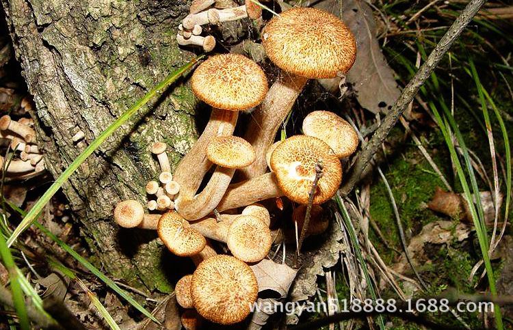 青杠菌菇 鸡丝菌 煲汤野生青冈菌 食用菌新品散装500g批发