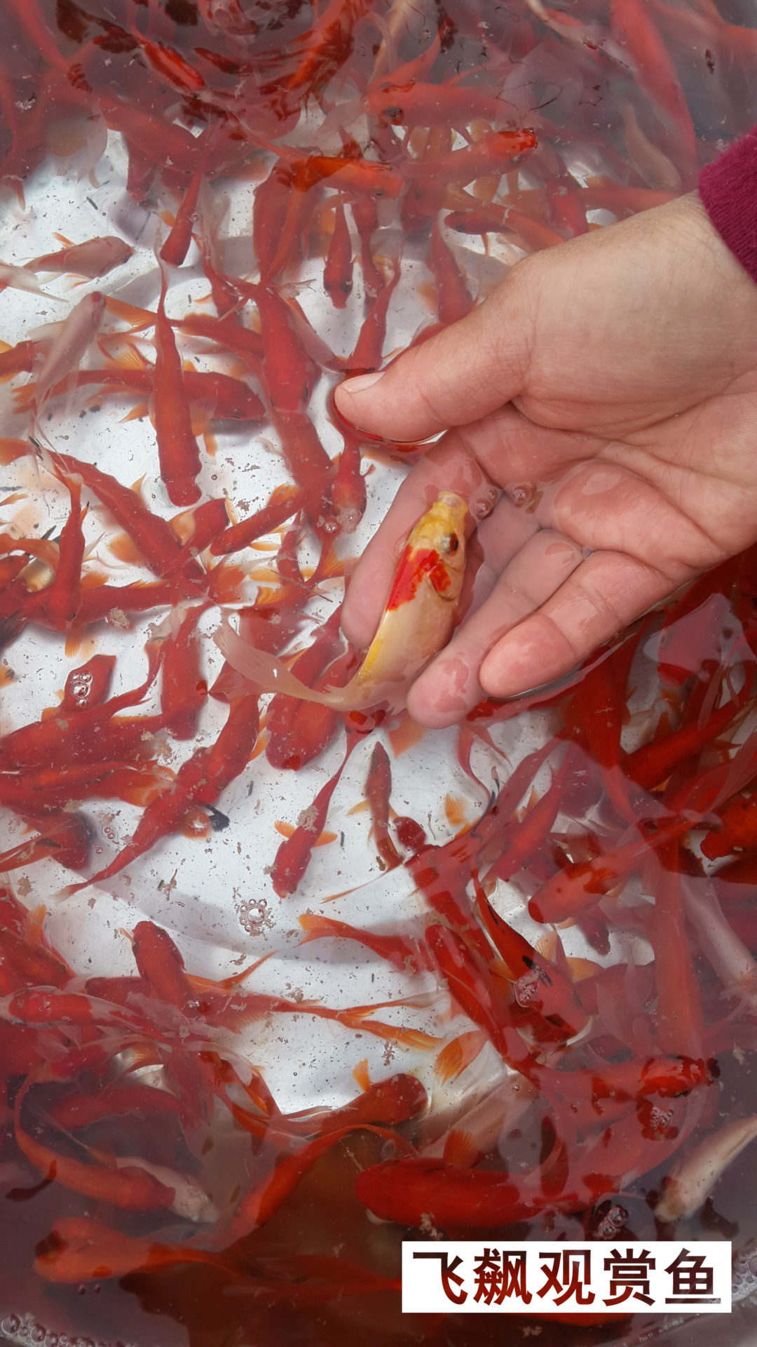 观赏鱼-小红草鱼 草金鱼苗批发淡水观赏鱼活体饲料鱼