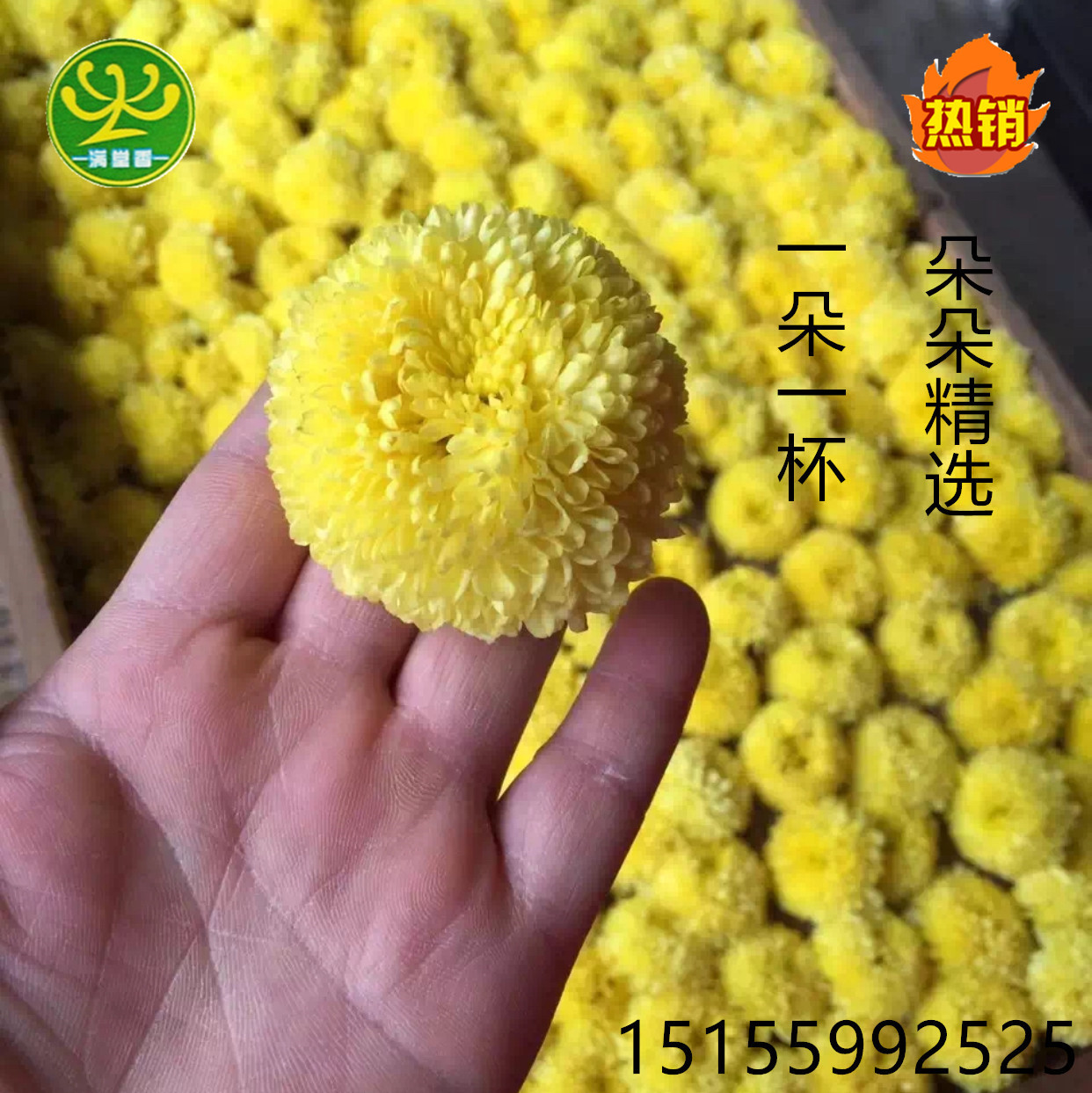 干燥，冷藏 12（个月） 皇菊散卖金丝婺源