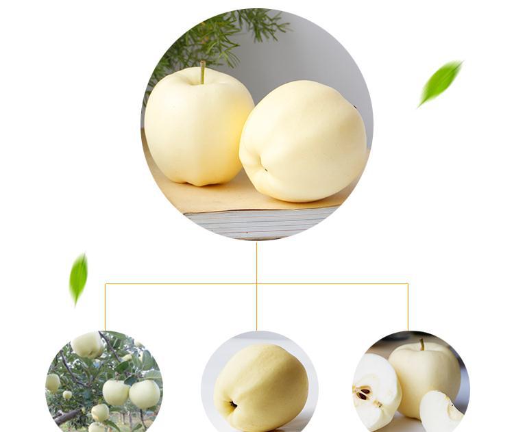 雪原白苹果 黄金帅苹果一件起批 正宗甘肃苹果5斤包邮 产地直销