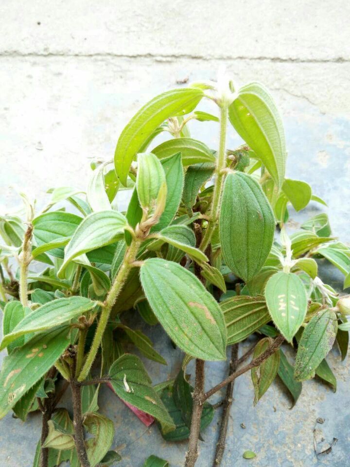野牡丹,地茄,豹牙郎木,活血丹,高脚山落苏,吞口巴,毡子杆
