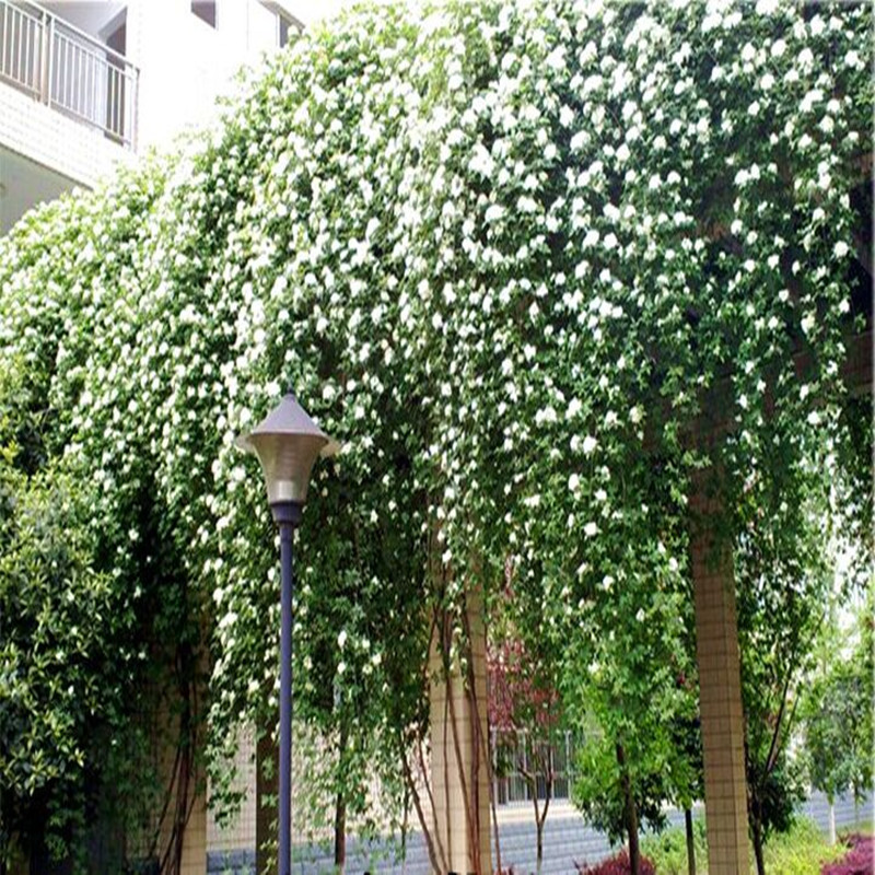 批发攀援绿化苗木爬藤植物 木香蔷薇花苗 七里飘香 庭院盆栽