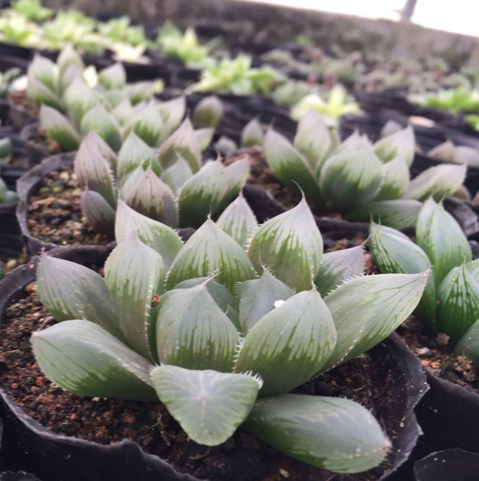 魔王玉露组培苗多肉植物批发特价韩国多肉植物迷你盆栽