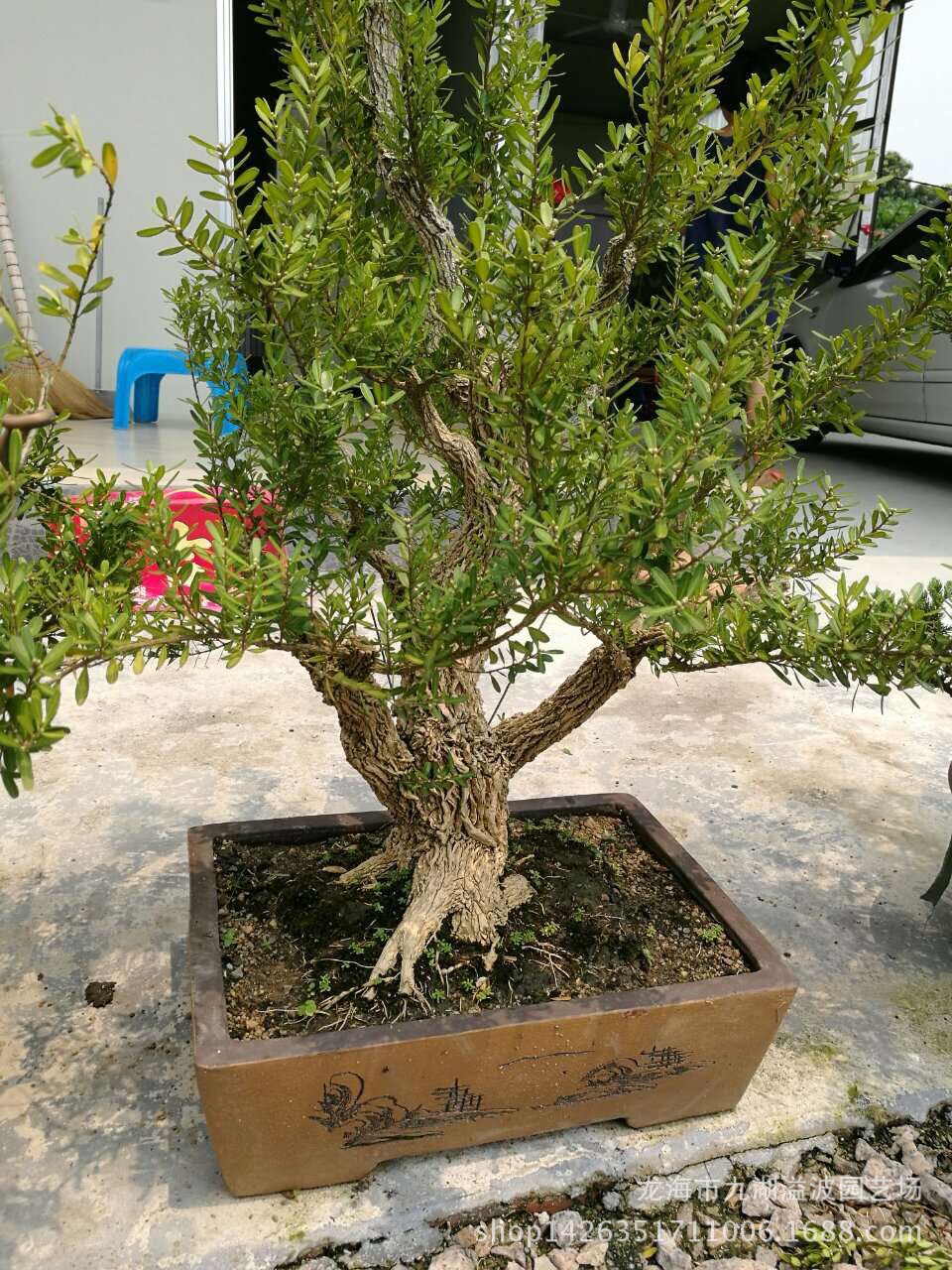 室内绿植盆栽珍珠黄杨盆景 台湾 雀舌黄杨盆景