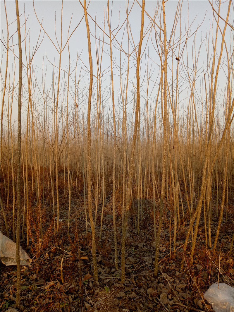 产地直销大量供应绿化工程杨树苗南林3804杨美洲黑杨树苗