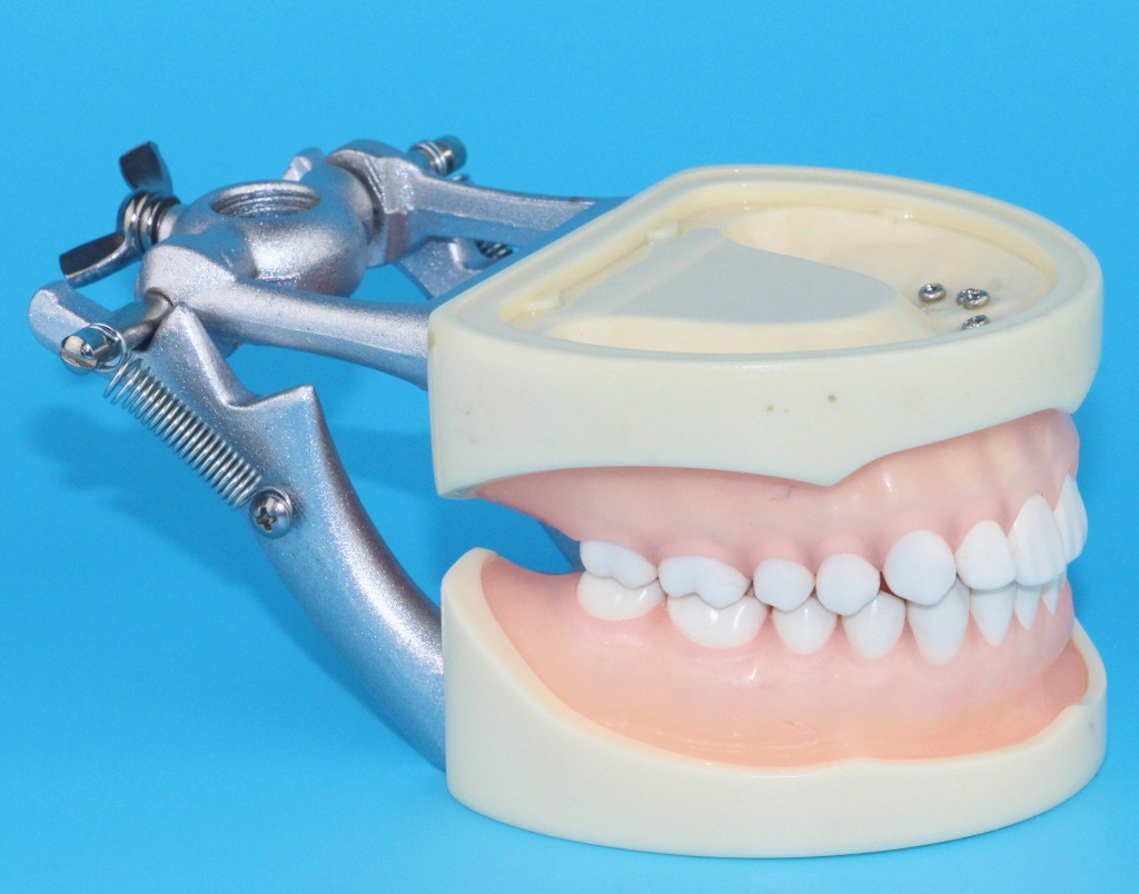 生产a9标准牙模型口腔牙齿保健模型带颌架牙齿可拆卸