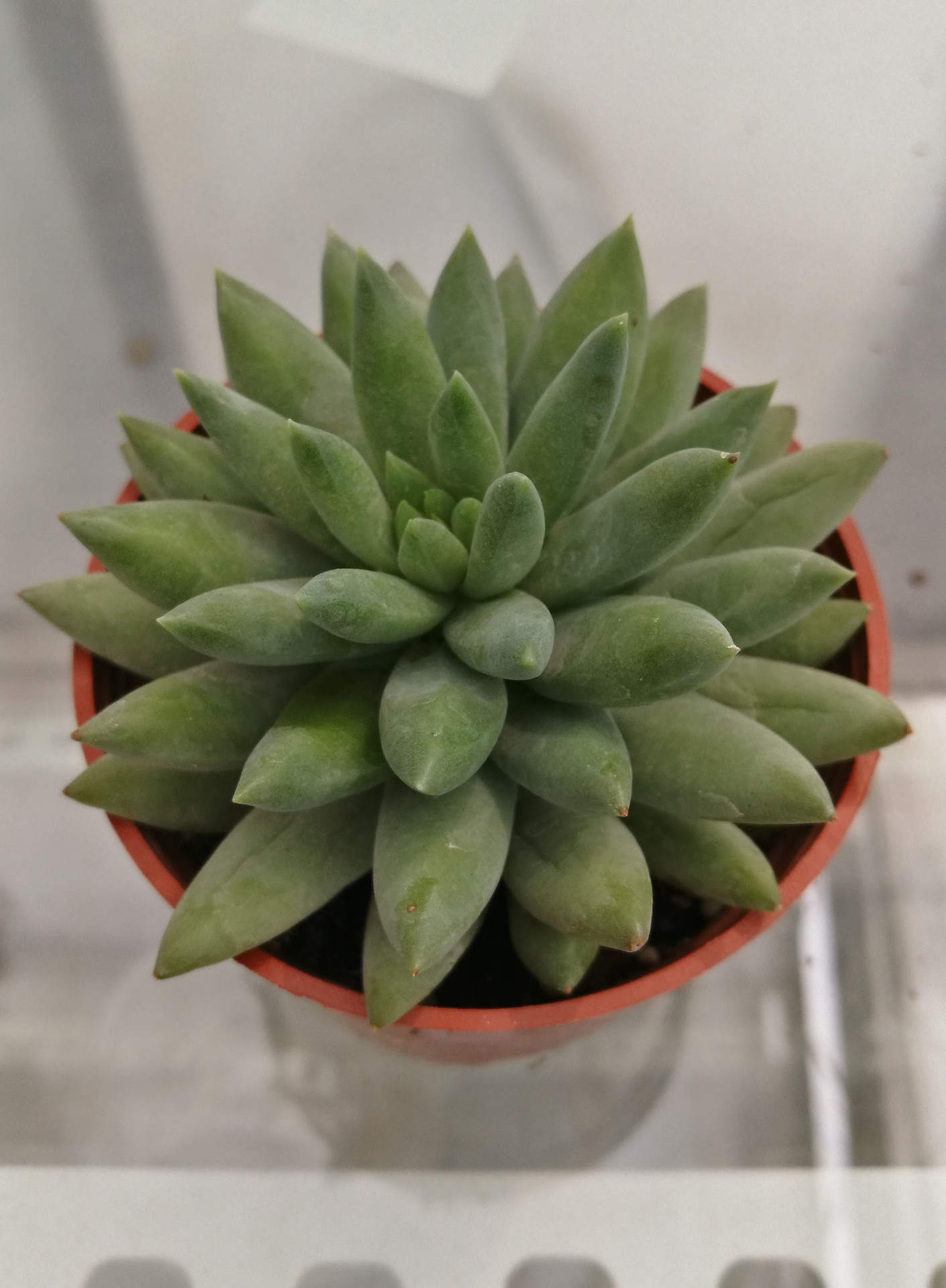 华峰园多肉植物批发4-5cm玉珠莲千佛手盆栽易群生吸甲醛园.