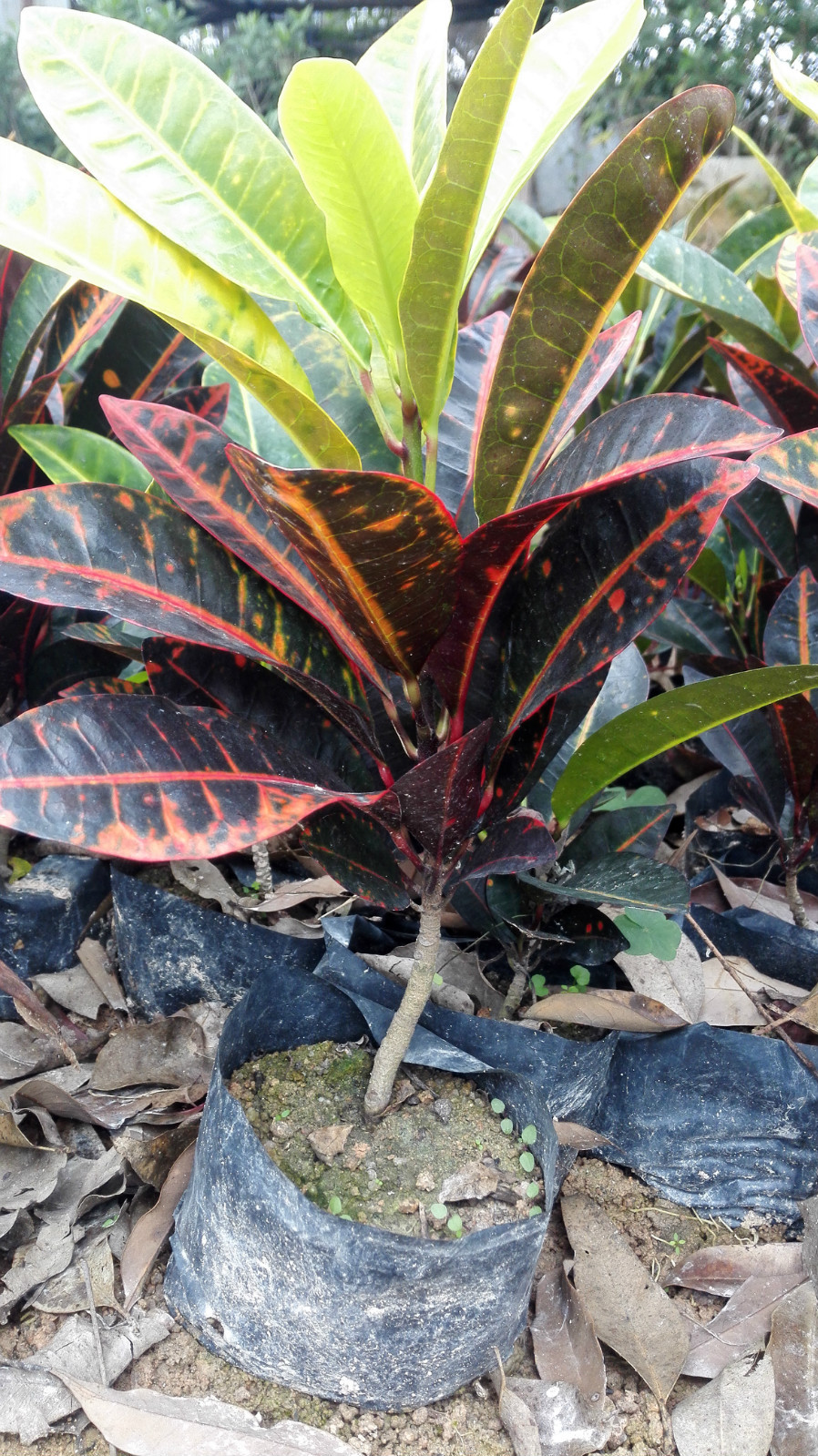 变叶木 小袋苗中大袋 20-35cm高 变叶木 福建变叶木 绿化苗