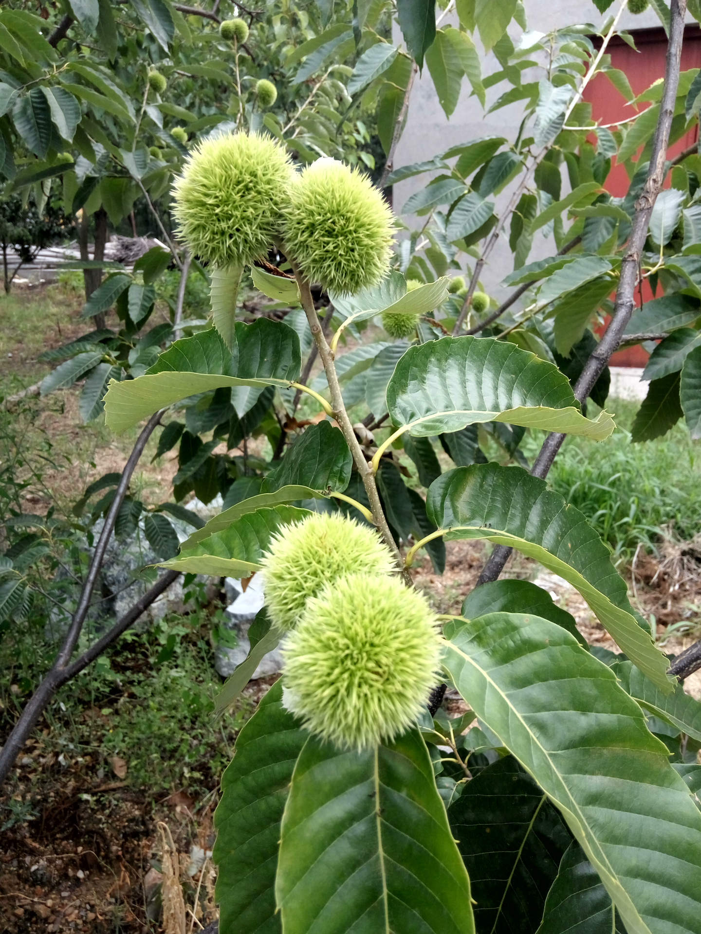 板栗树几年会结果?