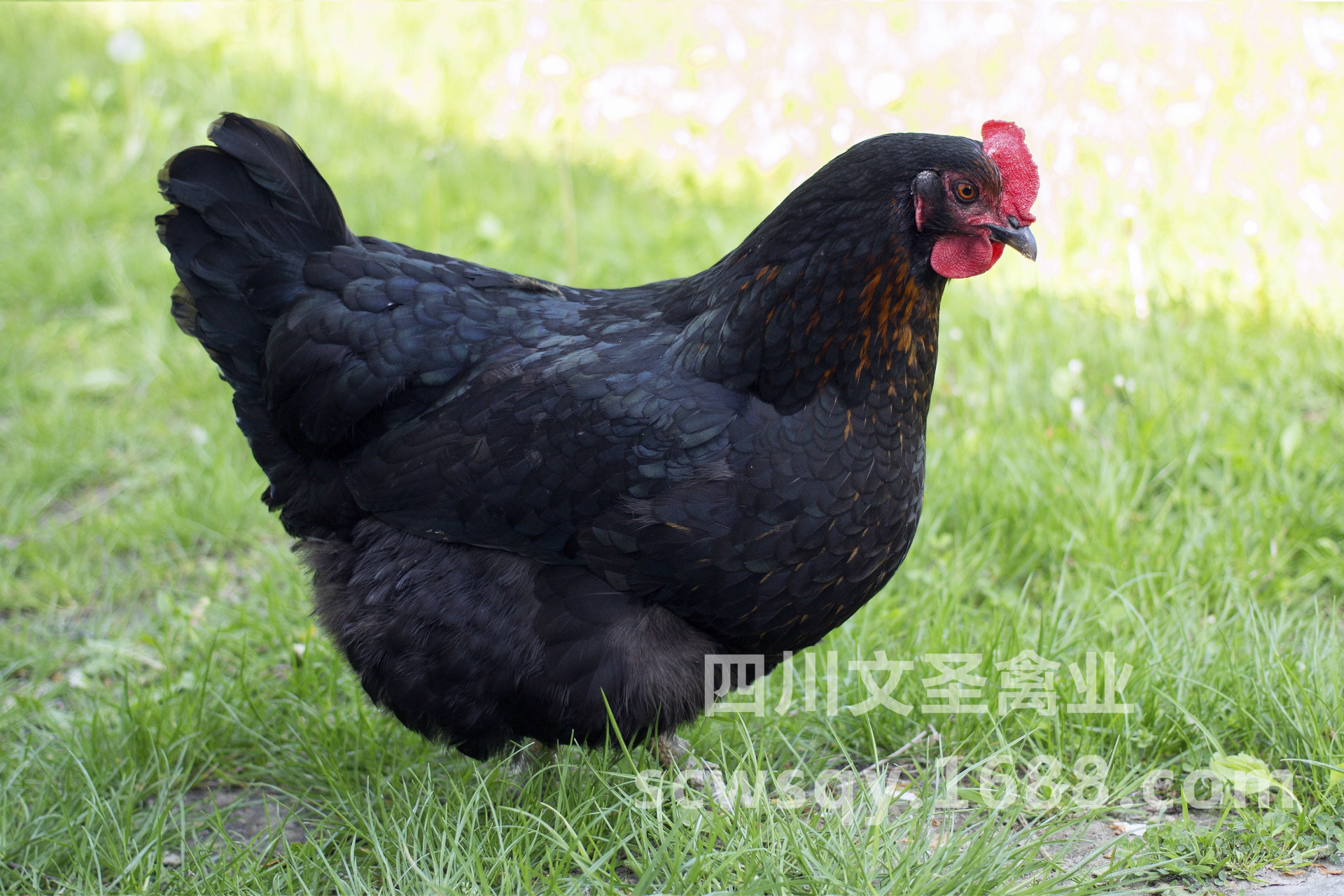 三台土鸡 梓潼绿壳蛋鸡 江油散养鸡 北川青脚土鸡 量大从优