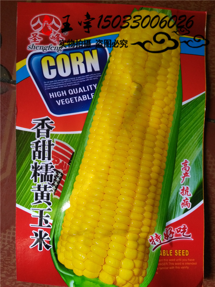 紫黑糯玉米种子京科糯20003000大量批发糯玉米种子