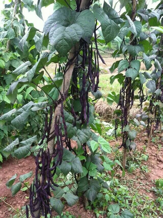 紫泰国无筋架豆王种子豆王**育成特色蔬菜宁芸一号泰国无筋豆.