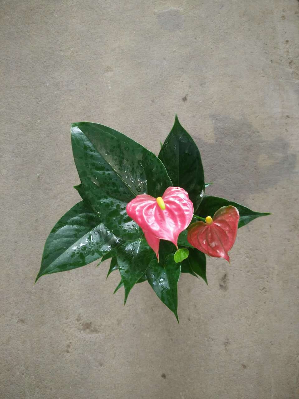 粉爱小粉掌 110杯  大量批发基地直销靓货家庭吸甲醛必备