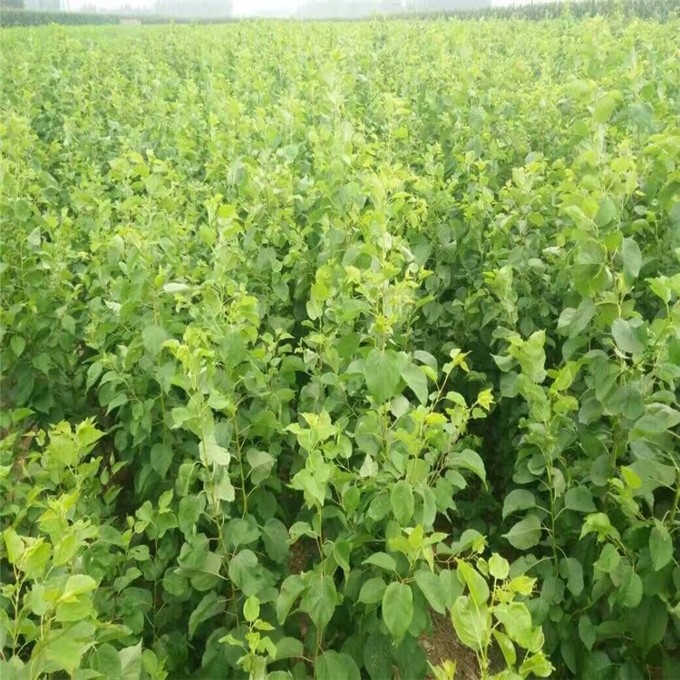 产地直供荷兰香蜜杏树苗 晚熟纯甜 杏仁可食用 荷兰香蜜杏杏树苗