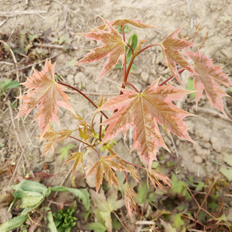 花叶挪威槭 夏雪 耐寒耐干旱生长速度快 新品种彩叶树 挪威槭夏雪