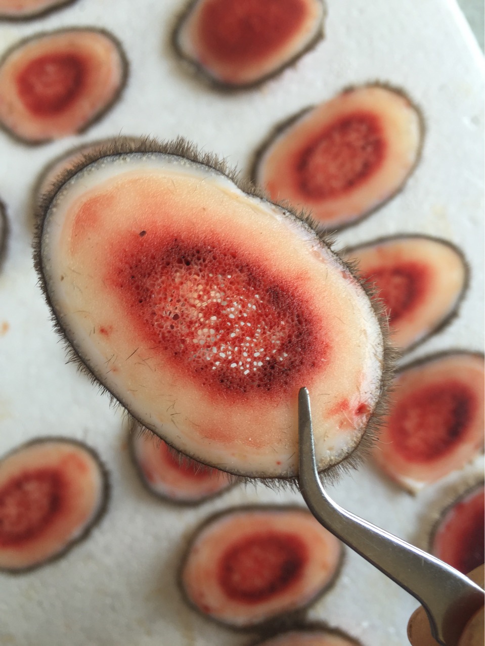 鹿茸新鲜切片,品质好,可加微信选购13943022255