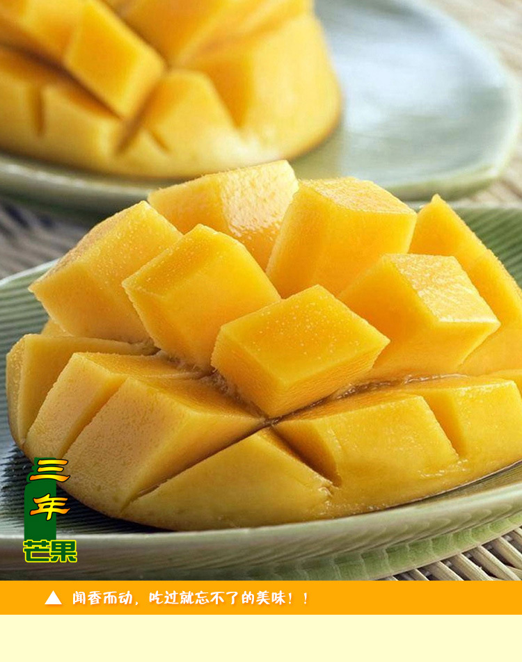 云南元江特产新鲜水果 三年芒果新鲜上市热带水果 量大从优