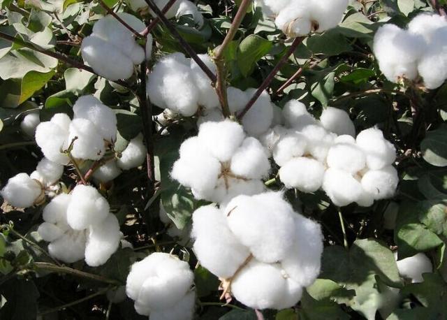 新疆棉花一级长绒棉 ***白棉花被被胎散装皮棉精梳棉特价包.