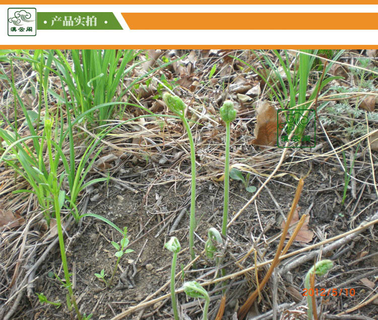 龙头菜猫爪野生新鲜保鲜蕨菜龙爪菜袋装拳头