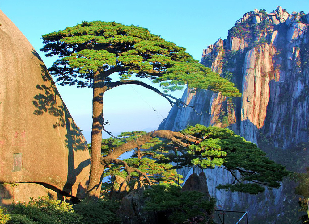 红茶滋润:不老松