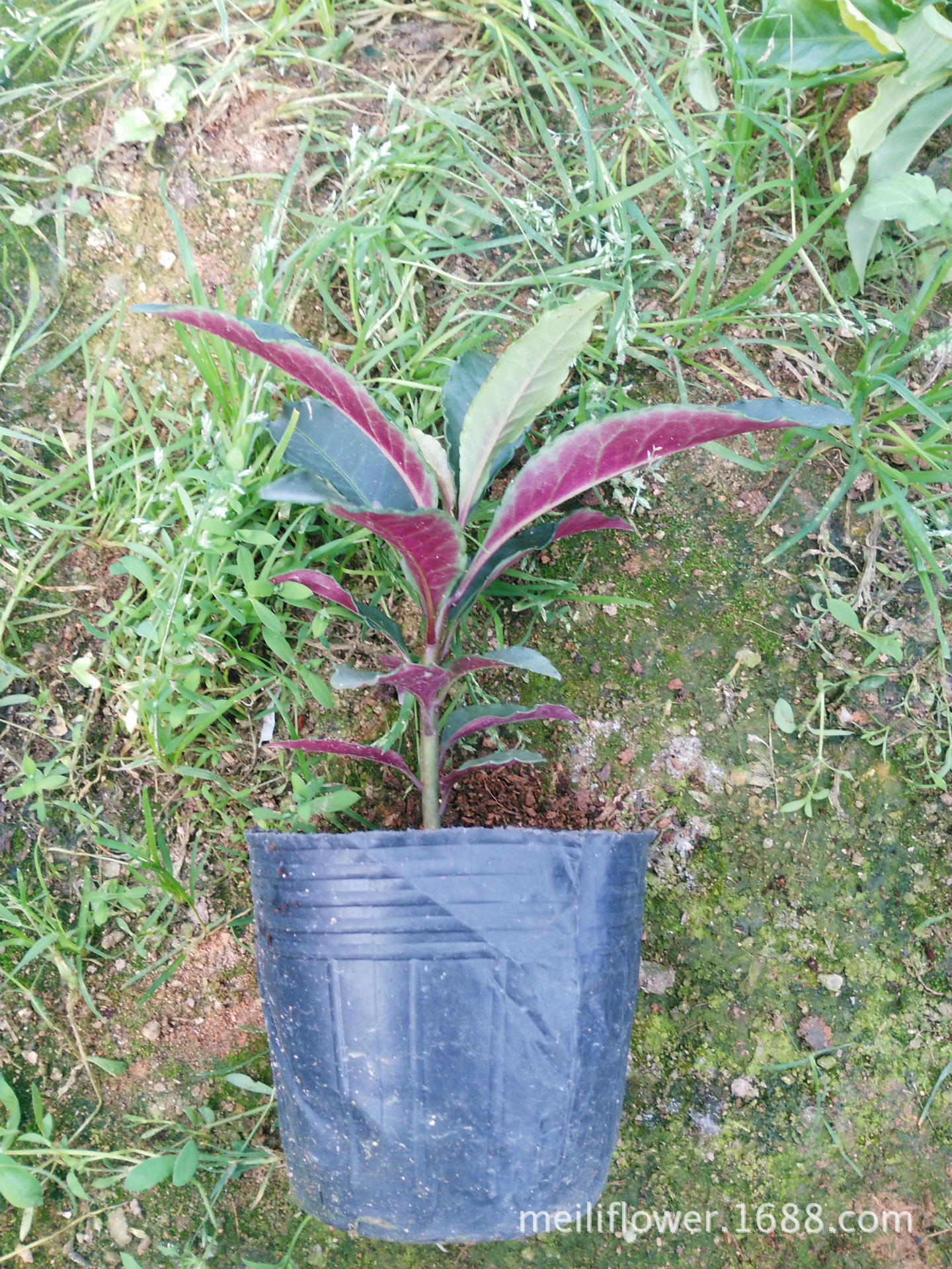 观赏花卉 富贵籽 朱砂根 红凉伞 黄金万两室内盆栽 富贵子盆景