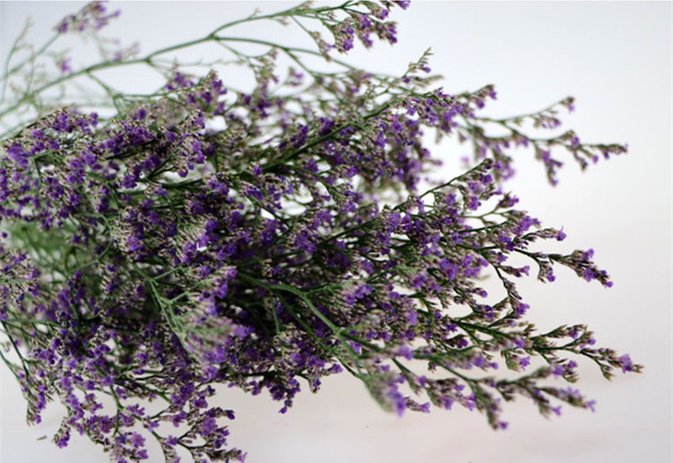 【我要花】情人草 厦门鲜花直供 切叶配叶批发 鲜花批发