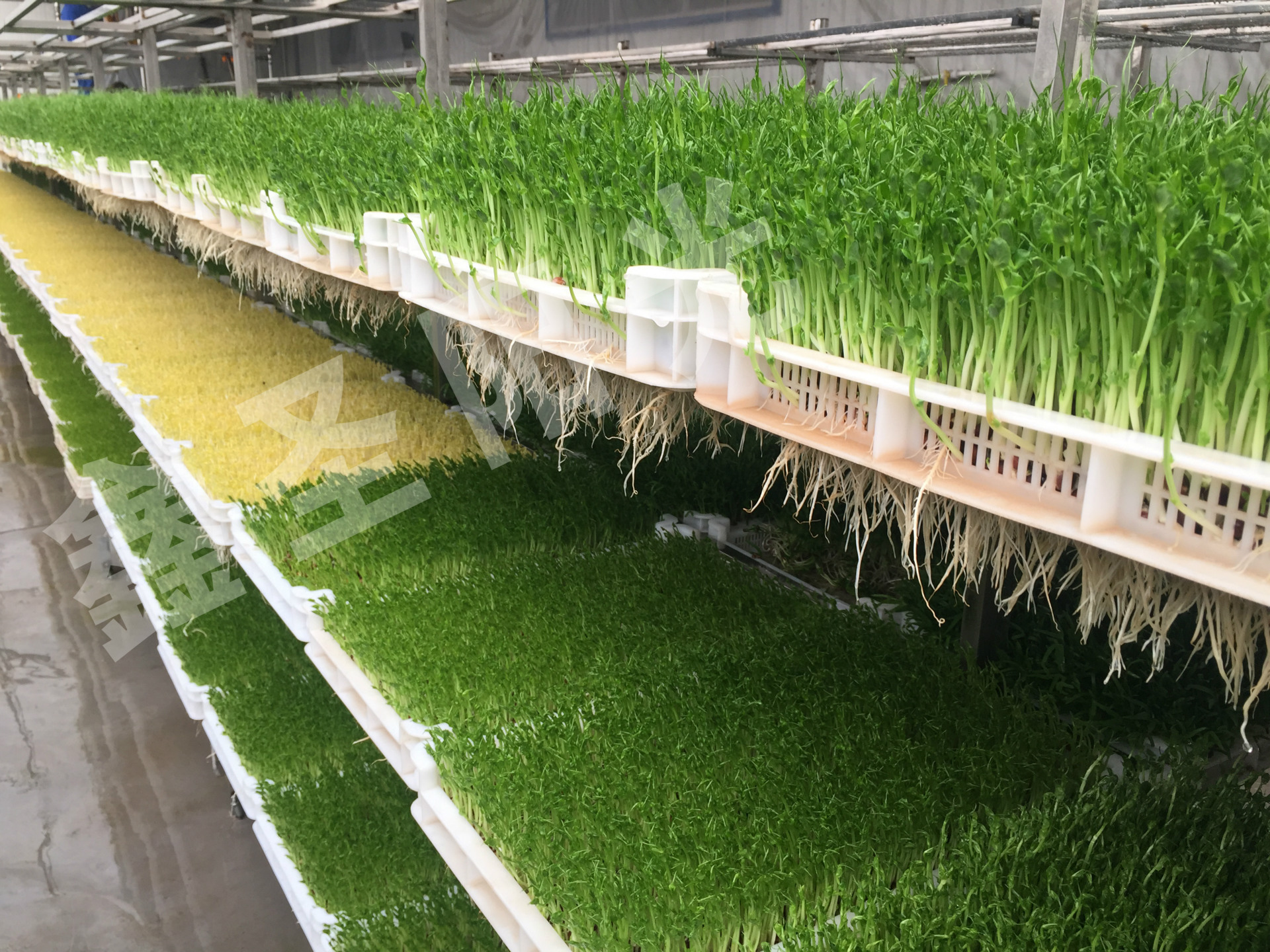 行业专用设备 食品生产机械 豆制品加工机械 豆制品用具 芽苗菜发芽机