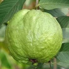 有机水果_有机水果供应商_有机水果批发市场