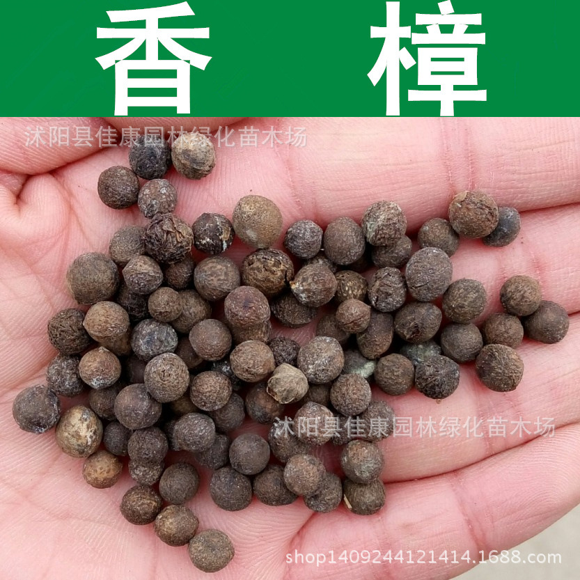 香樟种子 樟树种子 小叶大叶香樟 芳樟 樟木 1件=1斤-阿里巴巴