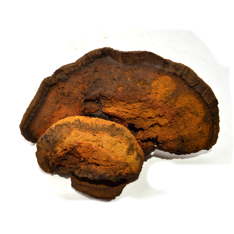 灵芝之家 云南野生灵芝 野生粗毛褐孔菌 槐蘑 产地批发 一手货源