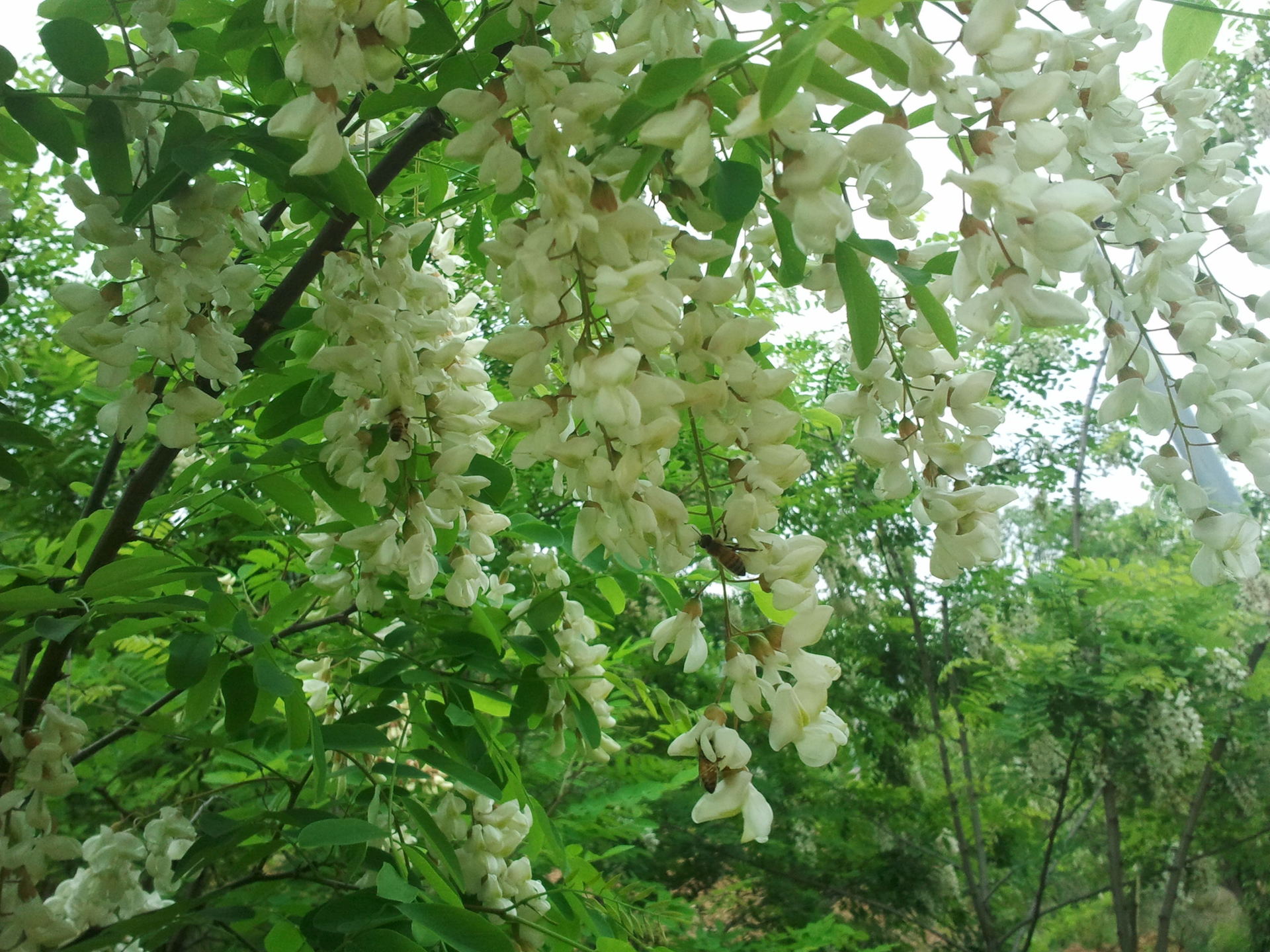 honeywing 天然成熟洋槐蜂蜜250克装 太行山养蜂.